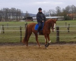 dressage horse Starnbergs Lady (Westphalian, 2009, from Starnberg)