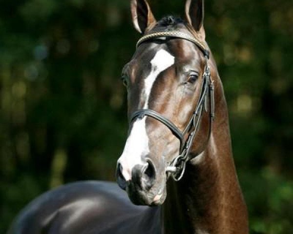 horse Ramiro Z (Holsteiner, 1965, from Raimond)