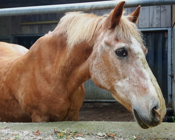 horse Molino (Haflinger, 1980, from Mexiko)