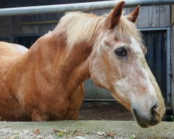 Pferd Molino (Haflinger, 1980, von Mexiko)