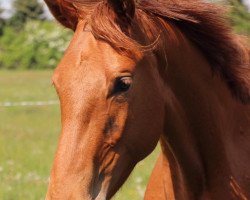 Springpferd COM'on Cloudy (Deutsches Sportpferd, 2018, von Cicero Z van Paemel)