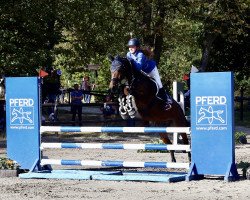 dressage horse Diamond 104 (Pony without race description, 2008)