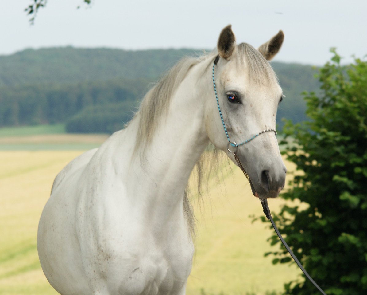 Zuchtstute MIB Emiliaa (Vollblutaraber, 2006, von AS Sinans Pacha ox)