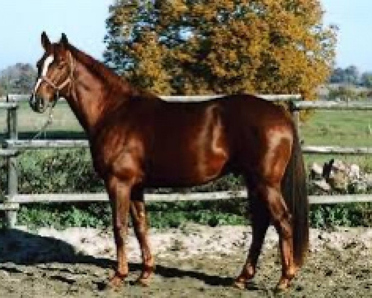 stallion Milor Champeix (Anglo-Arabs, 2000, from Ryon d'Anzex AA)