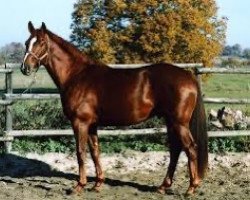 stallion Milor Champeix (Anglo-Arabs, 2000, from Ryon d'Anzex AA)