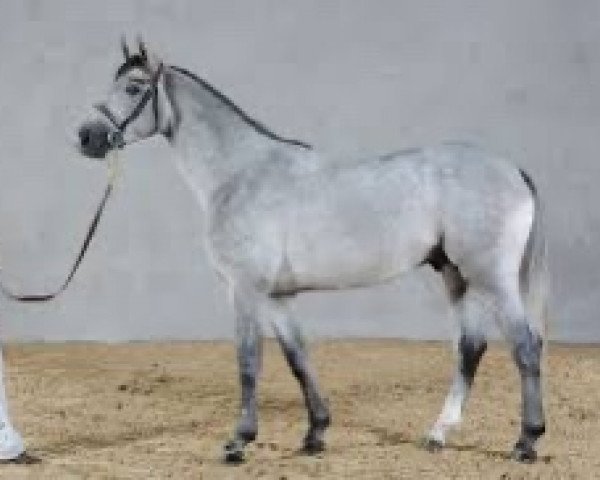 stallion Upsilon AA (Anglo-Arabs, 2008, from Canturo)