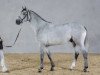 stallion Upsilon AA (Anglo-Arabs, 2008, from Canturo)