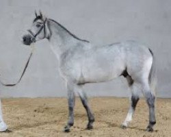 stallion Upsilon AA (Anglo-Arabs, 2008, from Canturo)