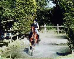 jumper Mr. Xaar xx (Thoroughbred, 2002, from Xaar xx)