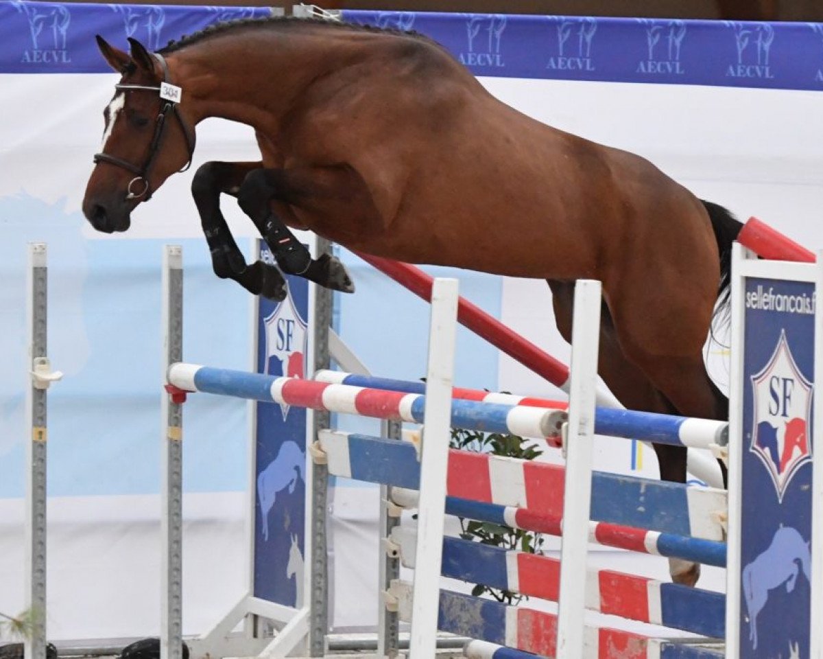 stallion Gulliver Champeix Aa (Anglo-Arabs, 2016, from Upsilon AA)