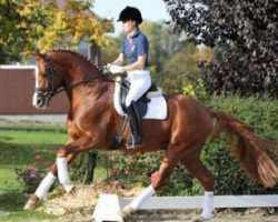 stallion Quasar de Charry (Hanoverian, 2008, from Quaterback)