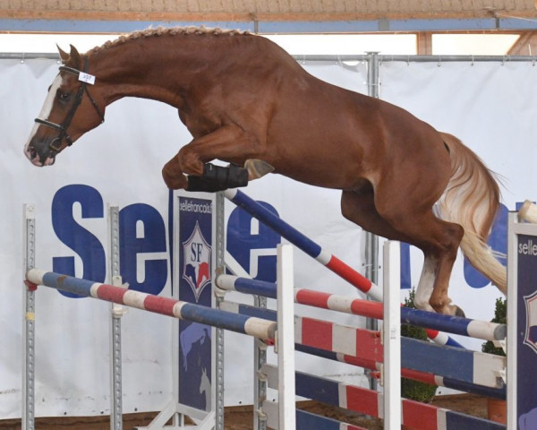 stallion Gracieux d'Osmont (Selle Français, 2016, from Jadis de Toscane)