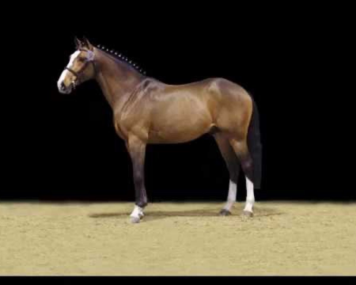 Deckhengst Taquin de L'Extase (Selle Français, 2007, von Heartbreaker)