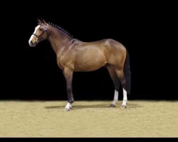 stallion Taquin de L'Extase (Selle Français, 2007, from Heartbreaker)