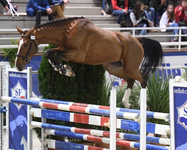 stallion Graal de Treho (Selle Français, 2016, from Taquin de L'Extase)