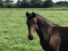 dressage horse Stute von Feinrich / Don Gregory (Oldenburg, 2020, from Feinrich)