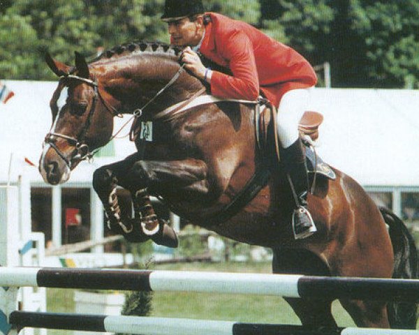 horse Voltaire (Hanoverian, 1979, from Furioso II)