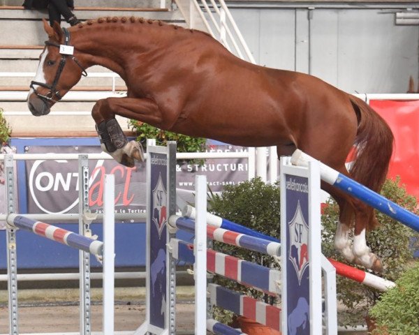 jumper Gotha D'Aix (Selle Français, 2016, from Nabab de Rêve)