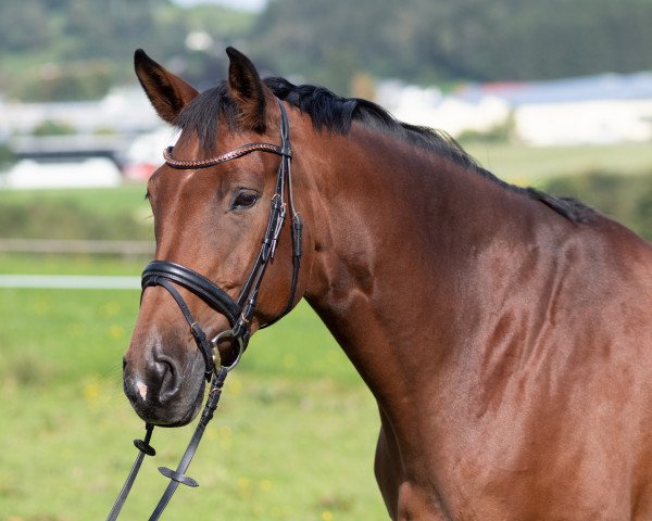 dressage horse Fias Flashdance (German Sport Horse, 2011, from Alabaster)