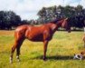 horse W-Ashley (Holsteiner, 1984, from Ahorn Z)