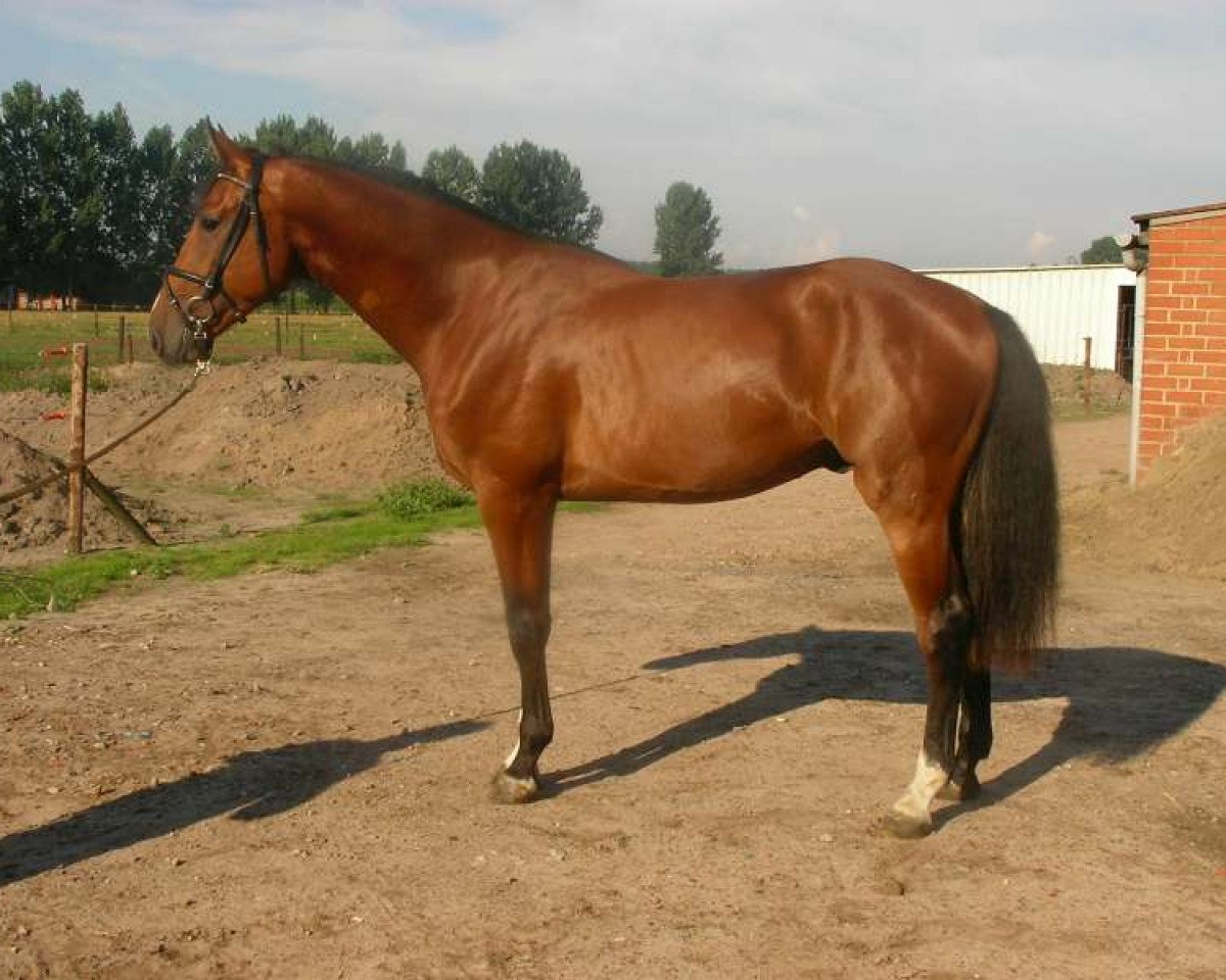 Deckhengst Incredible van de Caatshoeve (Belgisches Warmblut, 2008, von Boris van het Kluizebos)