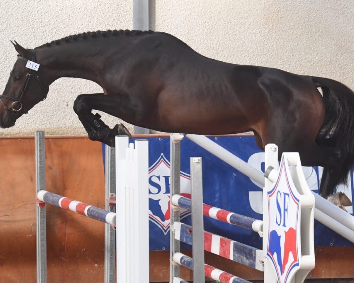stallion Good Star Rampignon (Selle Français, 2016, from Quick Star)