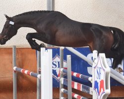 stallion Good Star Rampignon (Selle Français, 2016, from Quick Star)