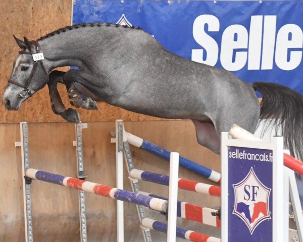 jumper Goliath D'Alba (Selle Français, 2016, from Cornet Obolensky)