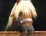 stallion Adler (Haflinger, 1970, from 853 Artist)