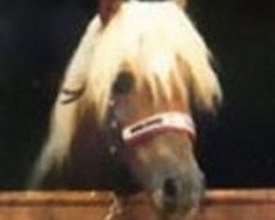 Deckhengst Adler (Haflinger, 1970, von 853 Artist)