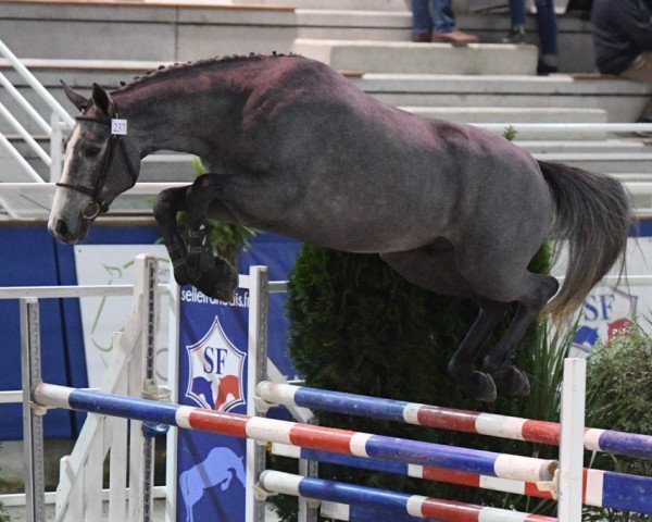 stallion Giorgio d'Altenbach (Selle Français, 2016, from Tobago Chevrier)