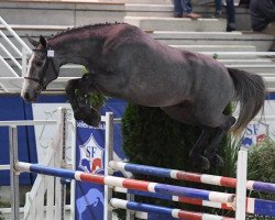 stallion Giorgio d'Altenbach (Selle Français, 2016, from Tobago Chevrier)