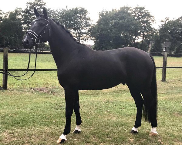 dressage horse Delano M (Oldenburg, 2016, from De Niro)