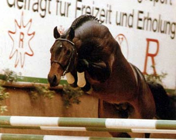 Pferd Larome (Holsteiner, 1984, von Landgraf I)