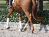 dressage horse Madlock V (Trakehner, 2017, from High Motion 2)