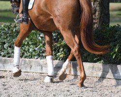 dressage horse Madlock V (Trakehner, 2017, from High Motion 2)