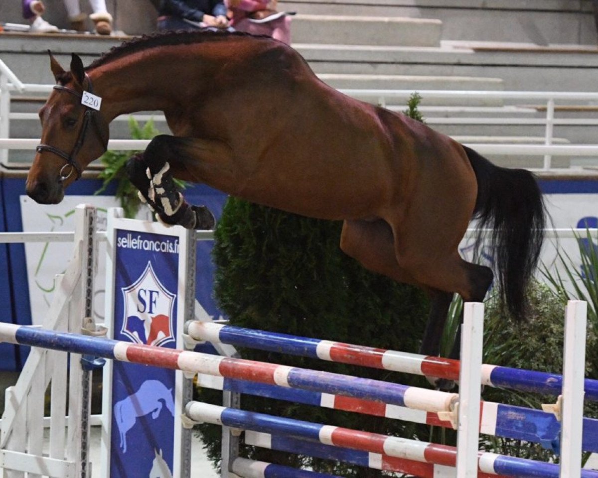 stallion Gentleman D'Elle (Selle Français, 2016, from Balko d'Elle)