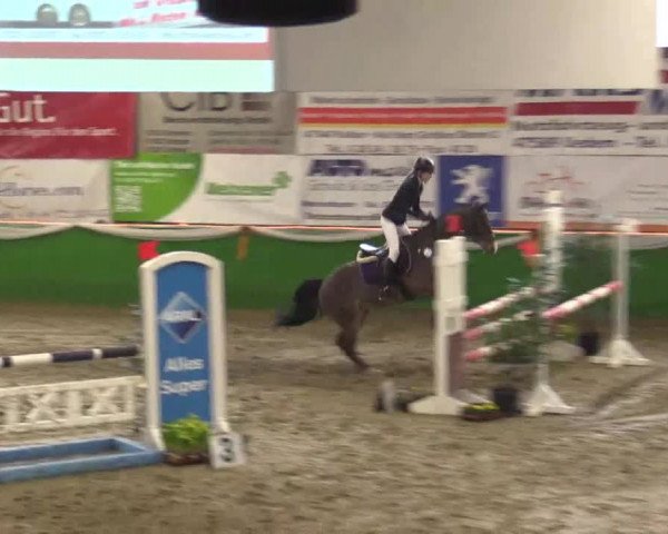 Keppelner Springpferdemeeting 2015
