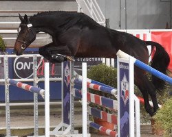 Springpferd Genial de B'Neville (Selle Français, 2016, von Kapitol d'Argonne)