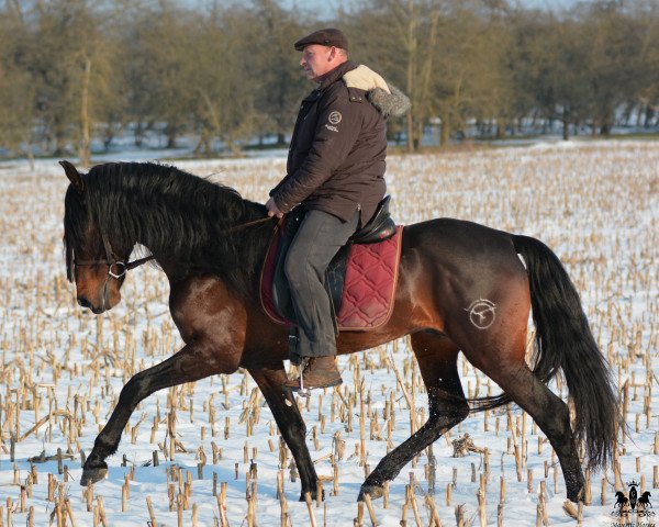 horse PRE Wallach (Pura Raza Espanola (PRE), 2000)