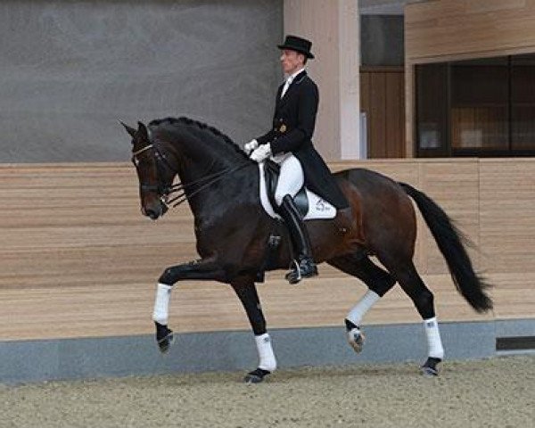 dressage horse Zack (Royal Warmblood Studbook of the Netherlands (KWPN), 2004, from Rousseau)