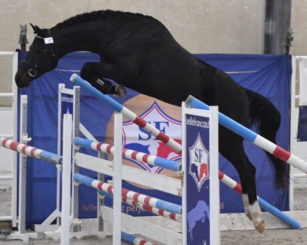 Pferd Gatsby de Menjo (Selle Français, 2016, von Contendro I)