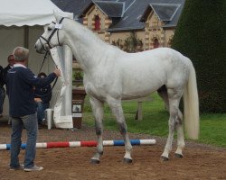 jumper Tobago Chevrier (Selle Français, 2007, from Clinton I)