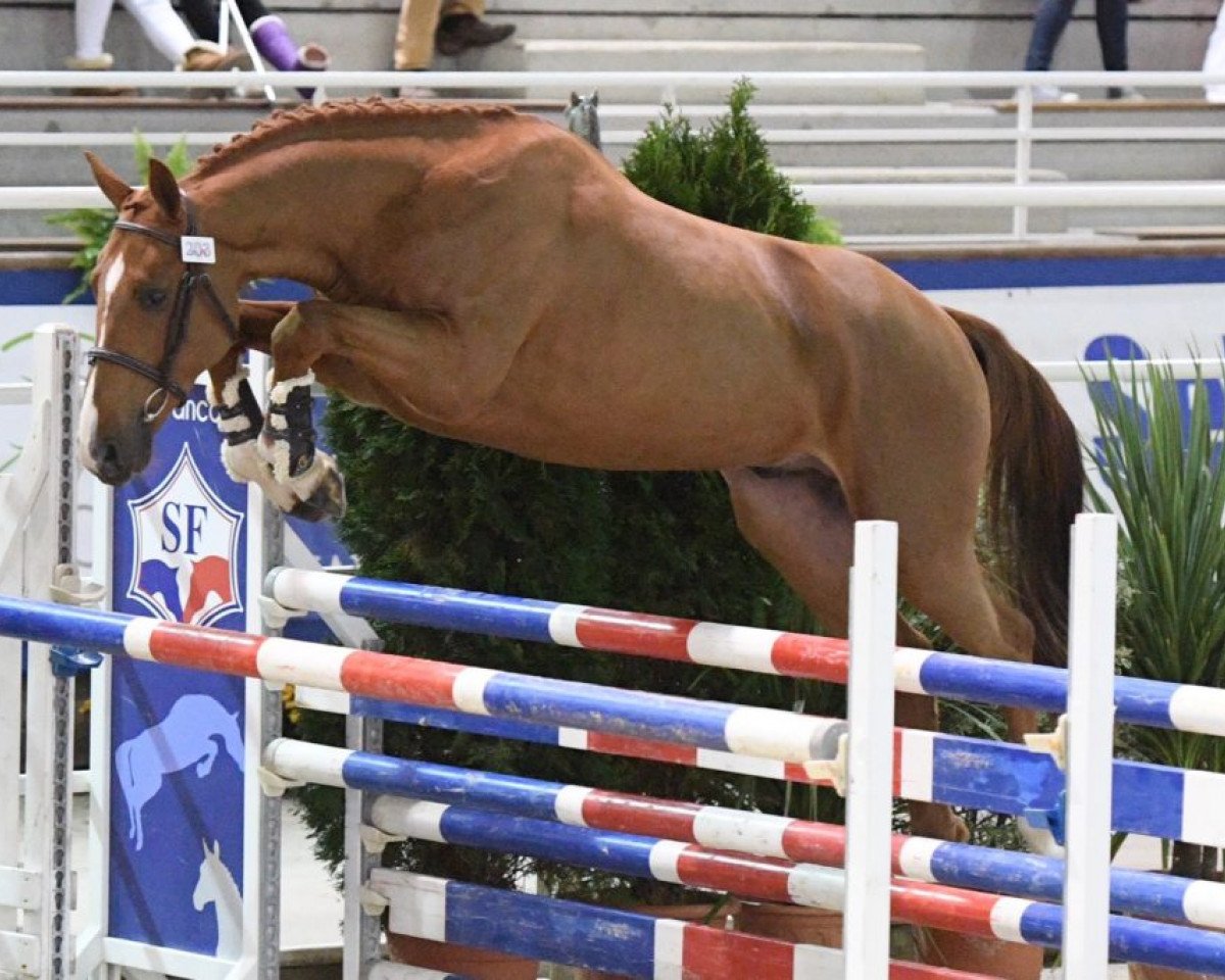 horse Gatsby d'Elle (Selle Français, 2016, from Padock du Plessis)