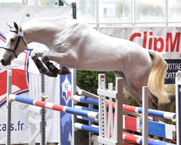 stallion Gasby Jump (Selle Français, 2016, from Tobago Chevrier)