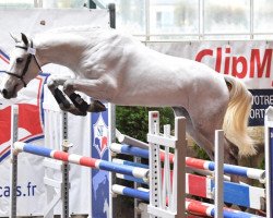 Deckhengst Gasby Jump (Selle Français, 2016, von Tobago Chevrier)