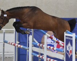 jumper Gardian Ste Hermelle (Selle Français, 2016, from Eras Ste Hermelle)