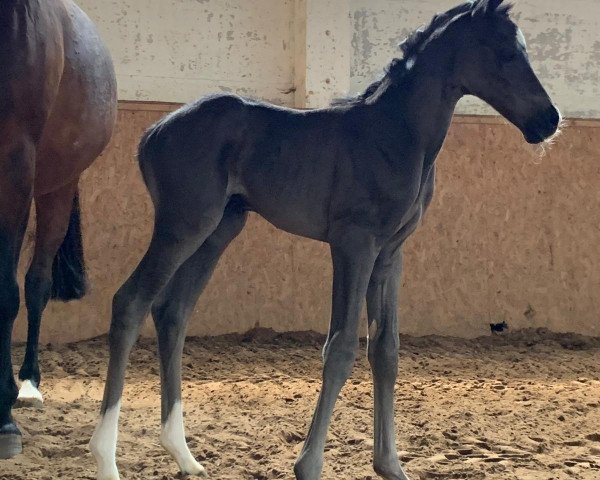 Dressurpferd Orantes (Trakehner, 2019, von Dezember)