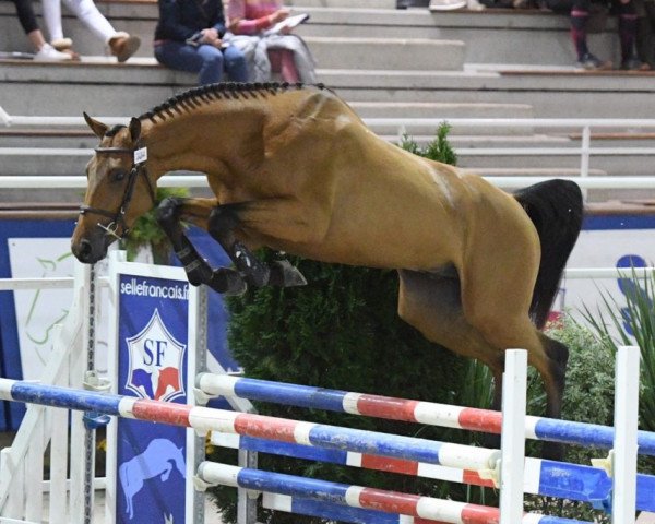 Springpferd Gandhi Savoie (Selle Français, 2016, von Canturo)