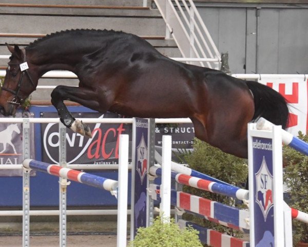 jumper Galion de Perhet (Selle Français, 2016, from Cornet Obolensky)